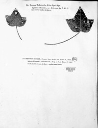 Depazea hedericola image